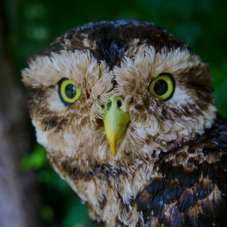 Paper Sculpture of a Little Owl