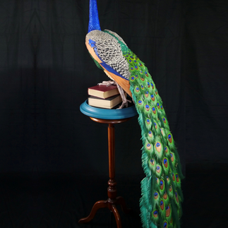 Paper peacock sculpture