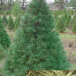 White Pine