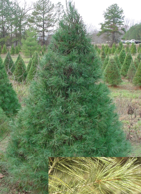 White Pine