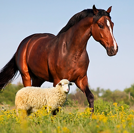Cavalo e Ovelha