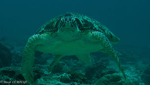 Tortue de face.jpg