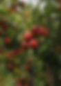 Germany: Aldi Süd launches its first own apple variety