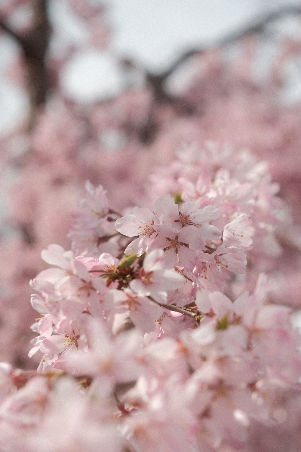 Foto van sakura Japanse kersenbloesems van fotograaf Kaan Tu