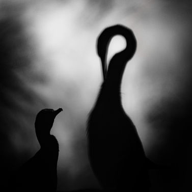 "Cormorant conversations" is a visual poem by black-and-white photographer Karthik K Samprathi.