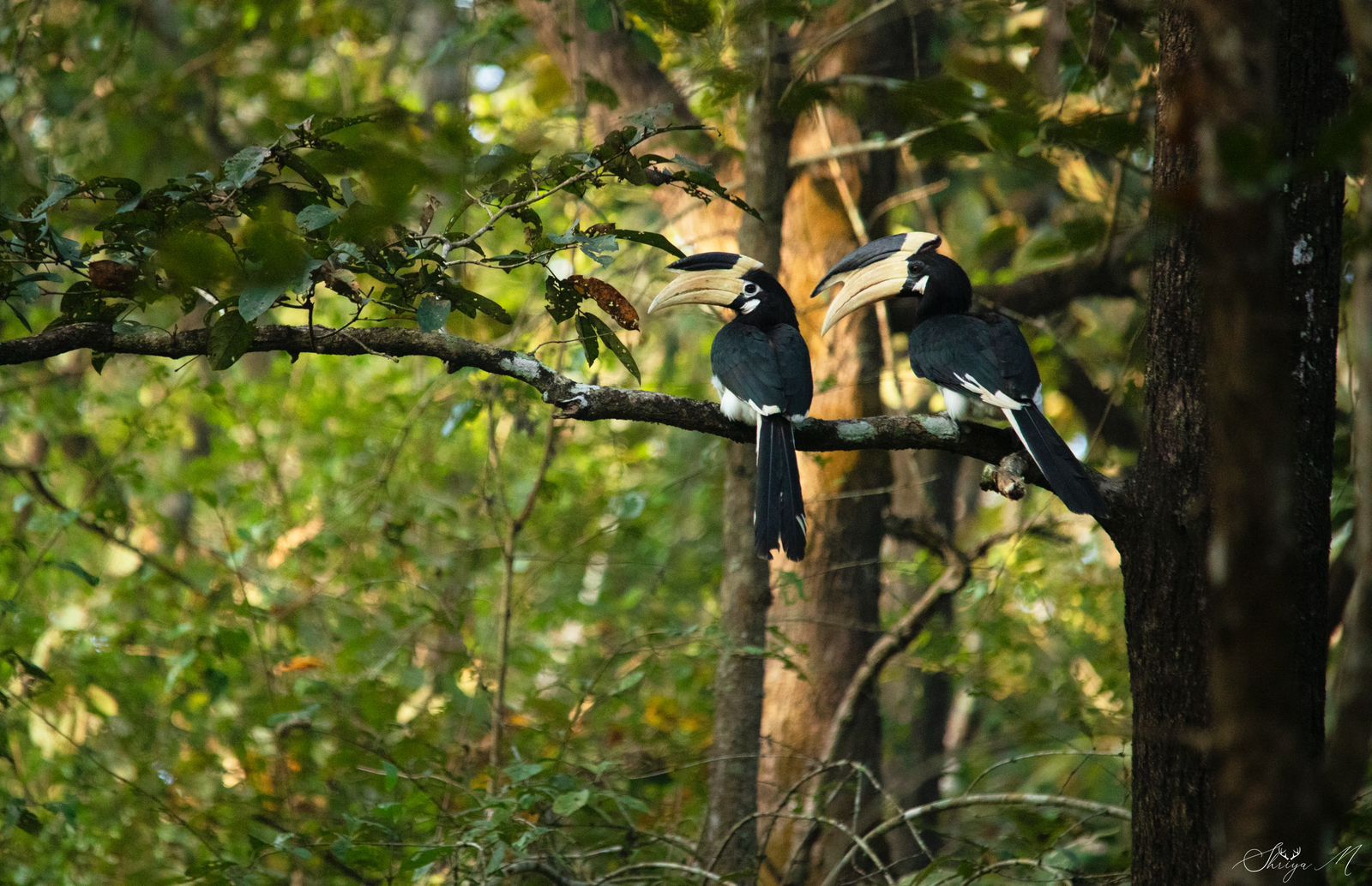 Hornbills