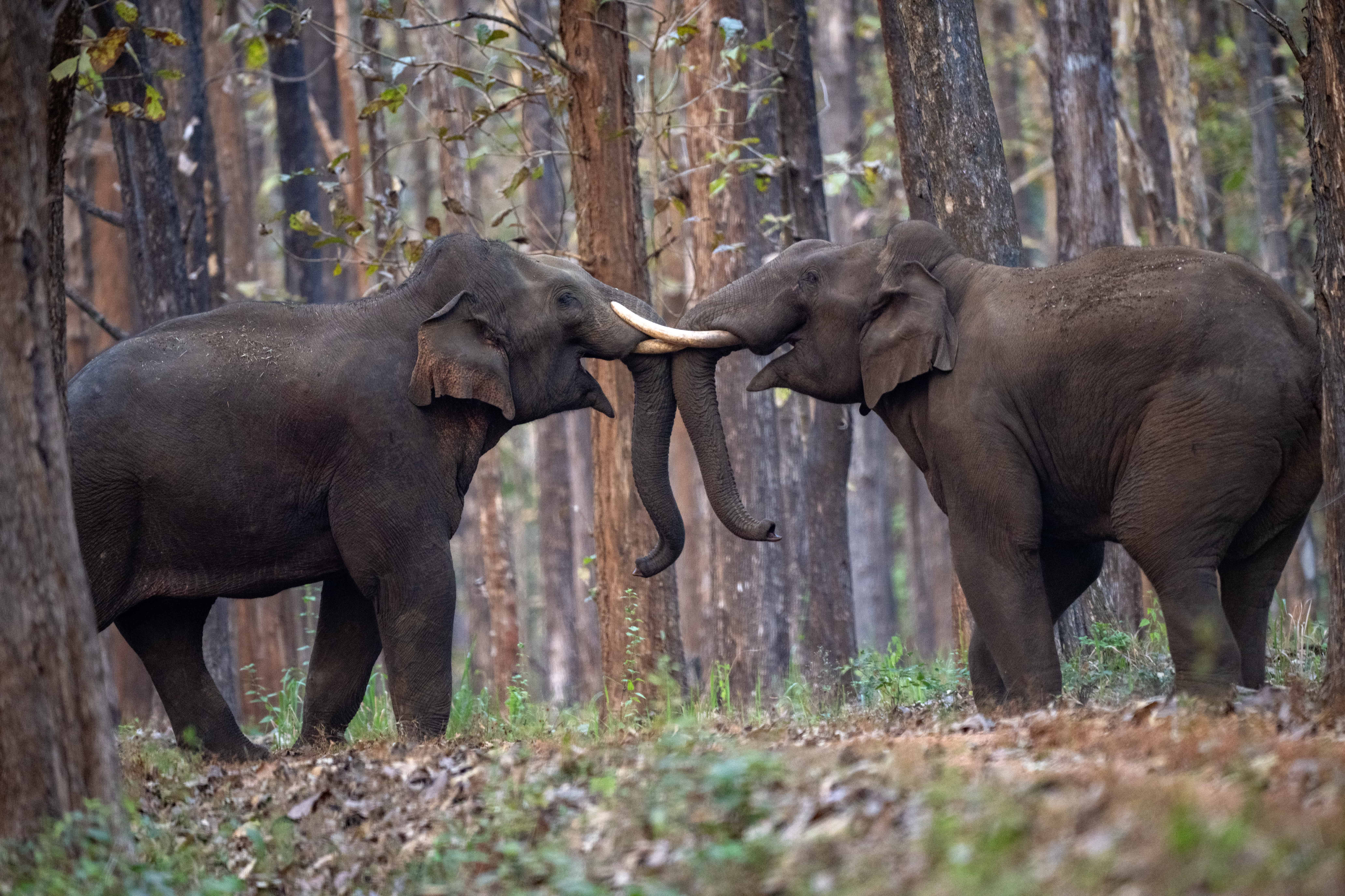 Elephants interacting