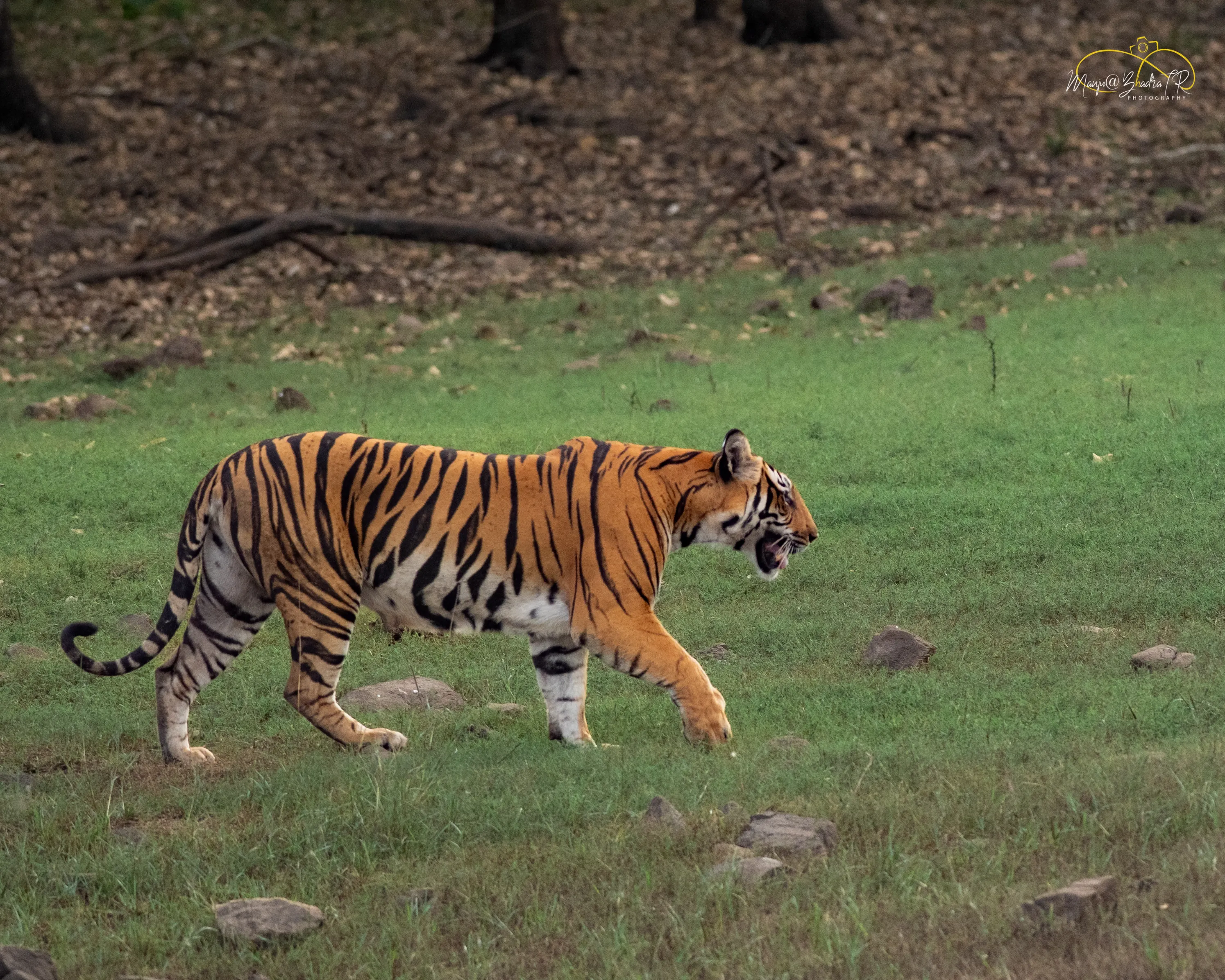Tiger walking