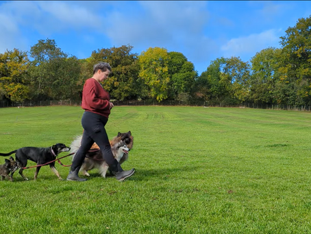 Effortless Loose Lead Walking: Tips for Every Dog Owner