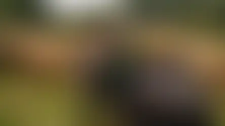 Springwater Farm: Regeneratively Farming Hairy Cows & Wooly Pigs in Harmony with Nature