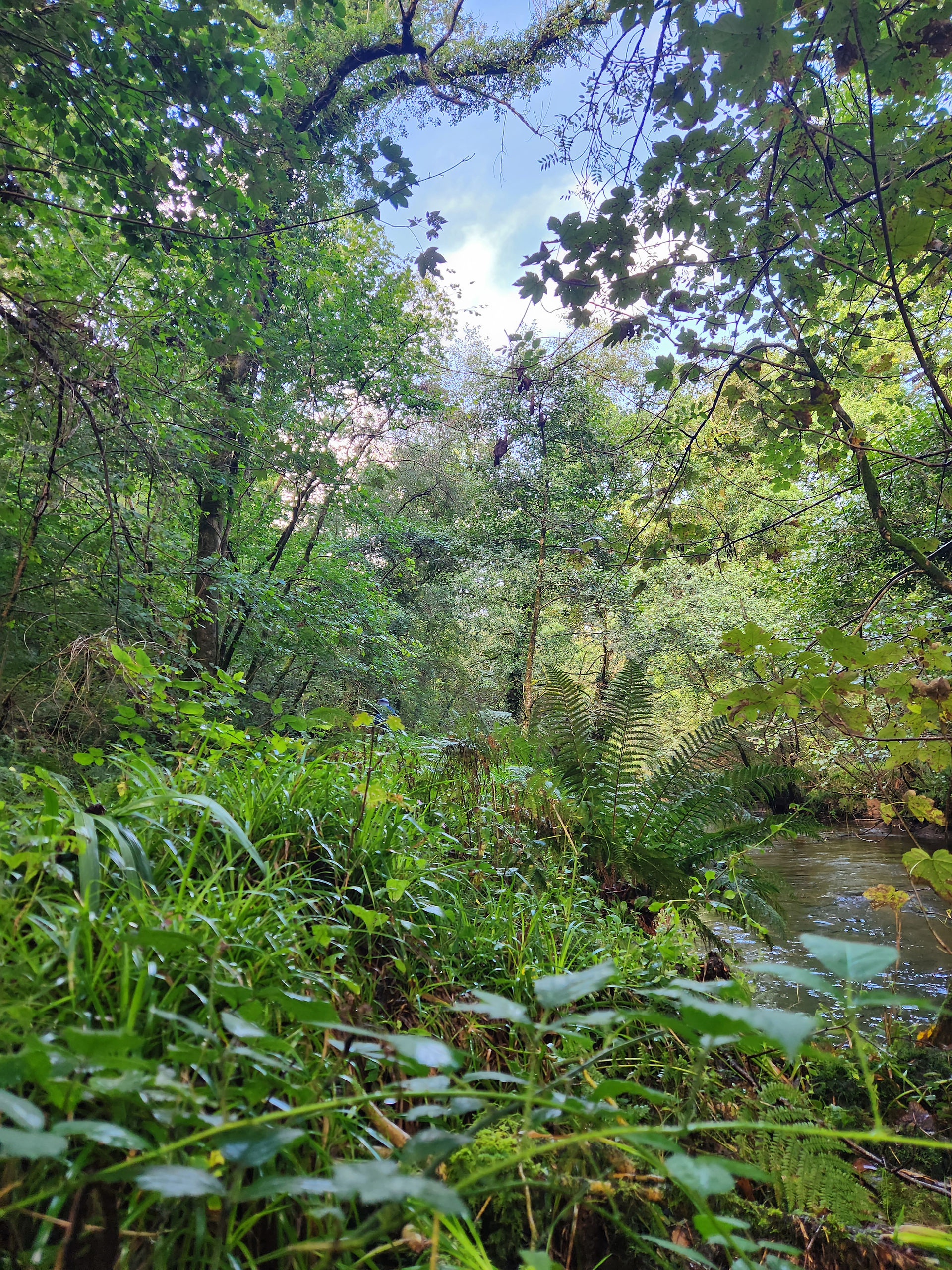 Rainforest green trees, wild camping in cornwall