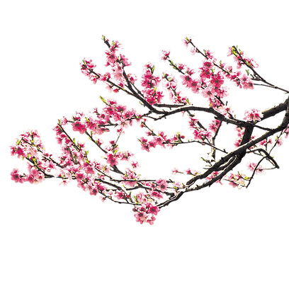IMGBIN_cherry-blossom-pink-peach-blossom