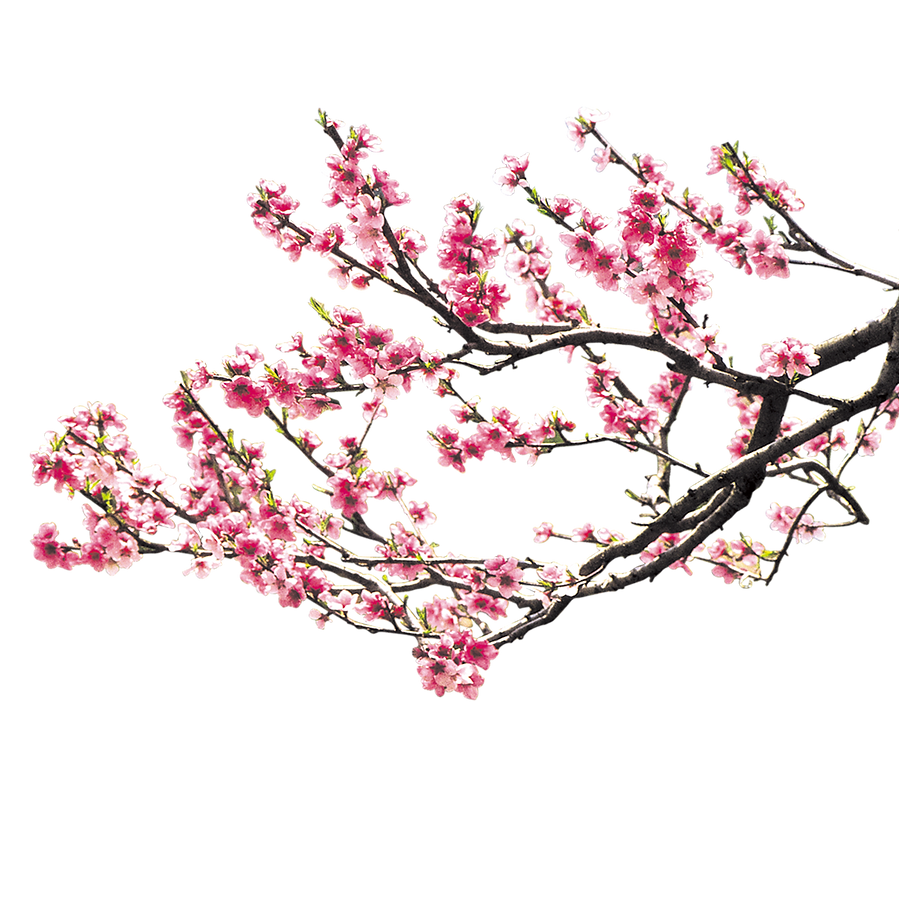 IMGBIN_cherry-blossom-pink-peach-blossom