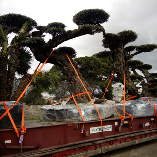 Truck with trees 2.jpeg