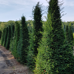 Taxus baccata pyramide 