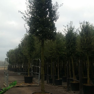 QUERCUS ILEX 20-25 - 25-30 - 30-35 - CO