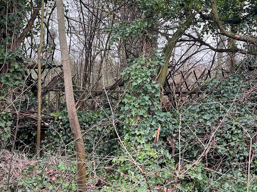 De restanten van de serres zijn vandaag overgroeid door een bos. (Collectie PetCro)