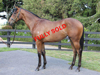 Anamoe x Valley Girl (NZ): Yearling Filly