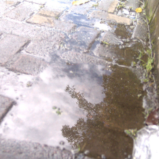 Reflejo de la naturaleza