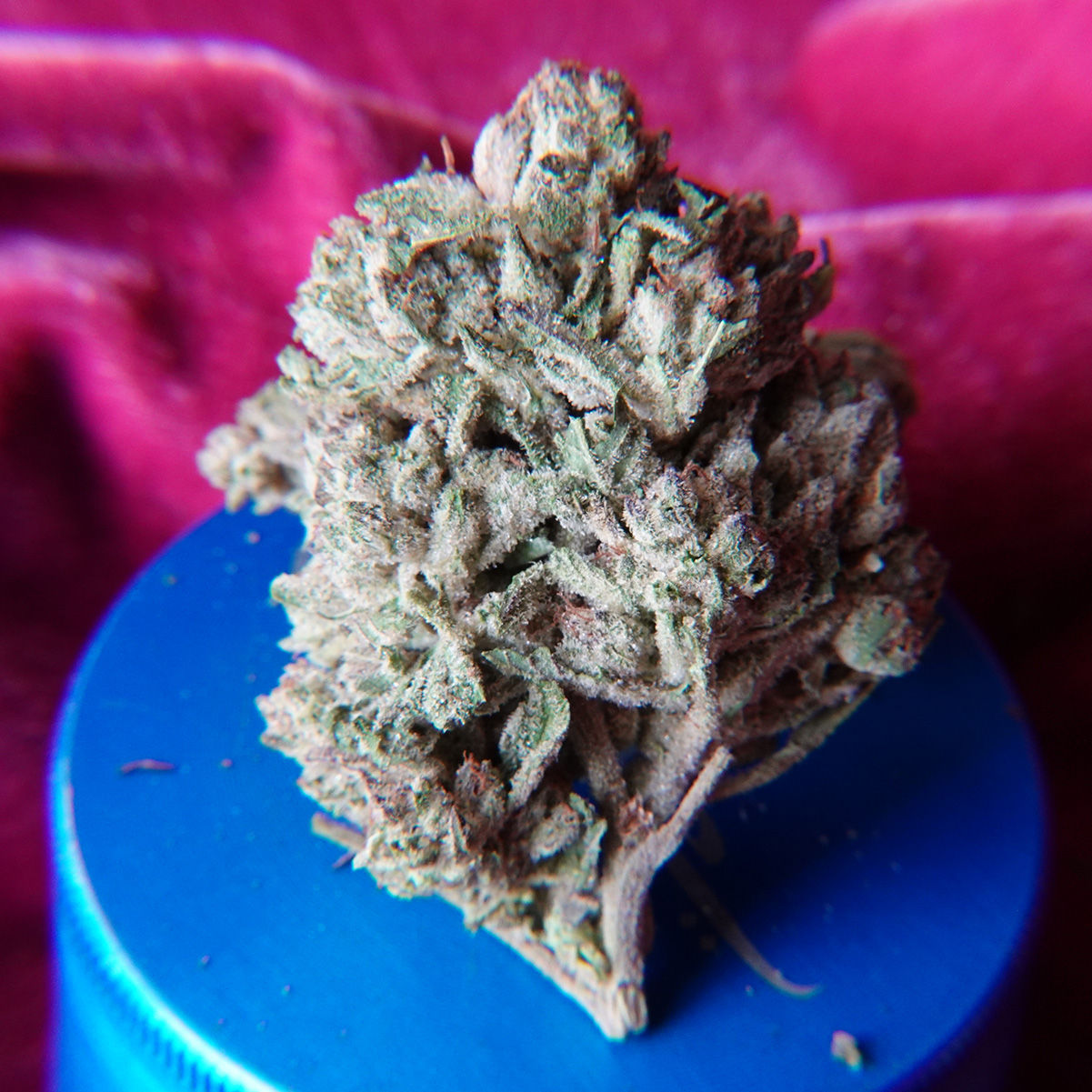 *NEW*SPECIAL SALE* Modified Grapes (14g-$60/28g-$100/2oz-$180) (THC 27%)