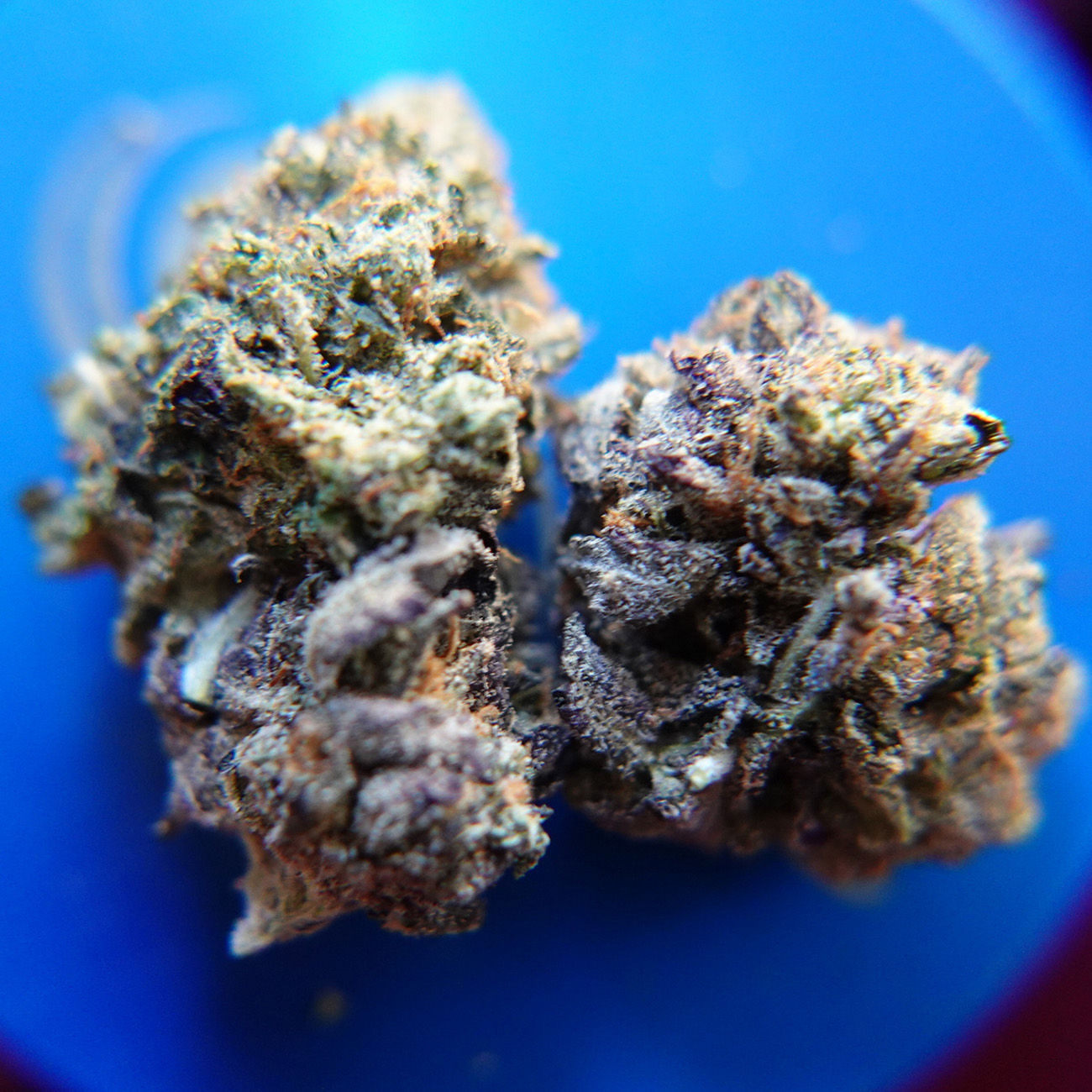 *Sum'r 🔥Sale* Death Tuna (7g-$50/14g-$65/28g-$120) (30% THC)