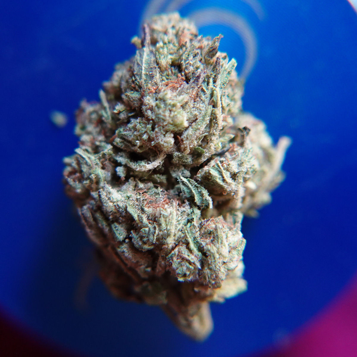 *Sum'r 🔥Sale*Kandy Kush (14g-$45/28g-$60/2oz-$100) (THC 27%)
