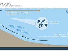 Could the proposed Humboldt offshore wind farm impact ocean upwelling?