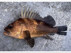 How would the proposed Humboldt offshore wind project affect fish?