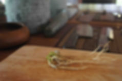 Coriander Root