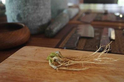 Coriander Root