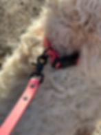 Thumbnail: Odor-Free  and Waterproof BioThane® Dog Collar with Quick Release Buckle