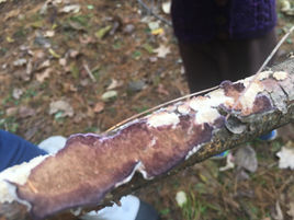 Beauty and Curiosity