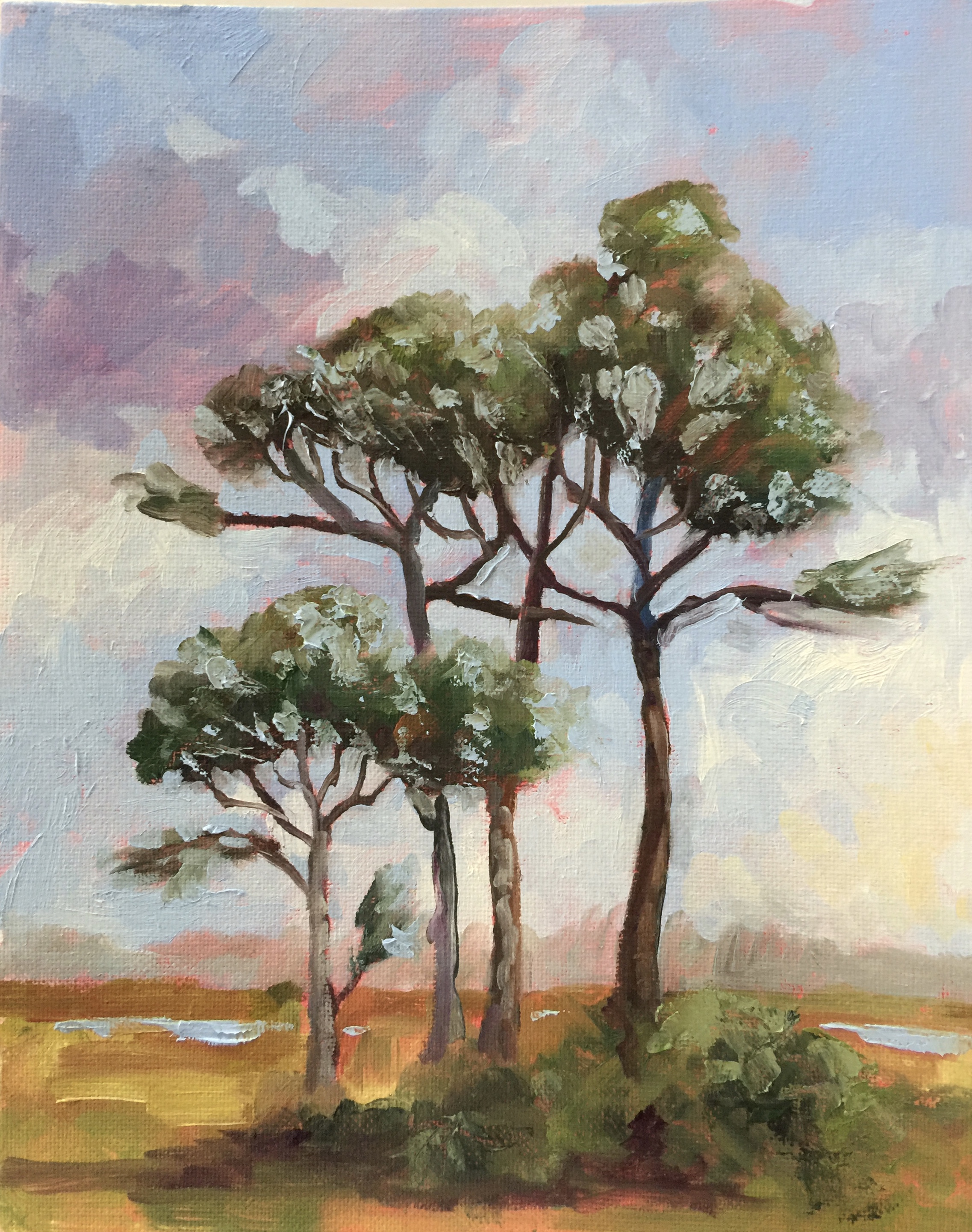 Scrub Pines
