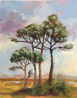 Scrub Pines