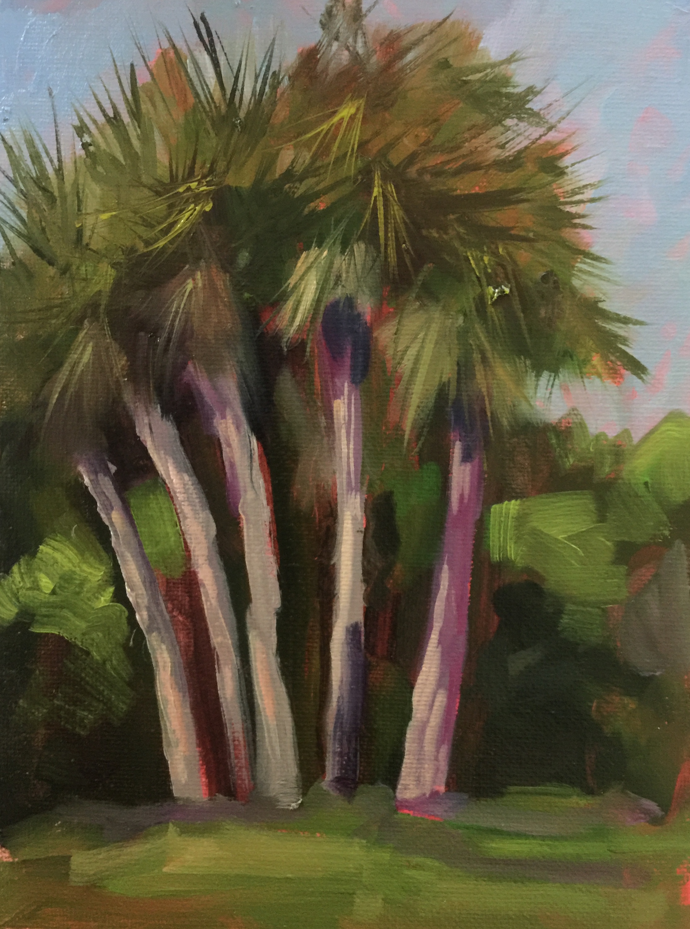Washington Oaks Park (palms)