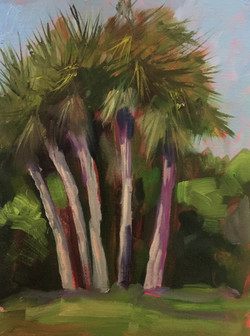 Washington Oaks Park (palms)