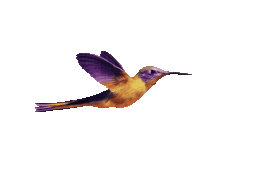 hummingbird-12098_256.gif
