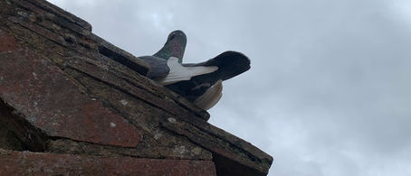 Can bird droppings damage a roof?