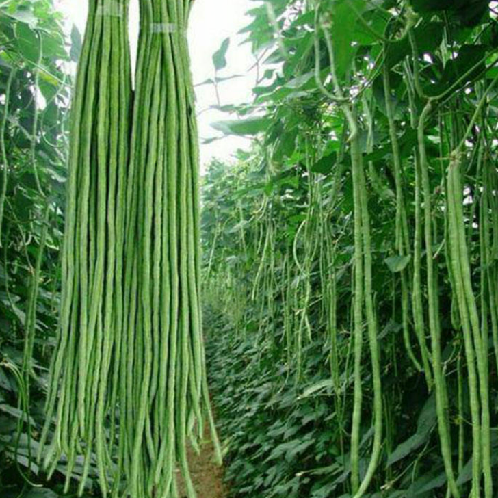 Hot Selling IQF Bulk Bio Frisch Hochwertiges Gemüse Gefrorenes Grün Lange Sparg