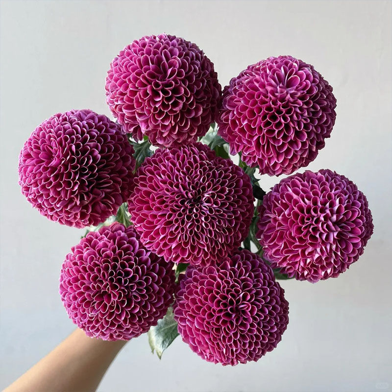 Frisch Geschnittene Lila Pingpang-Chrysanthemen 10 Stück/Bündel Hängekörbe Expo