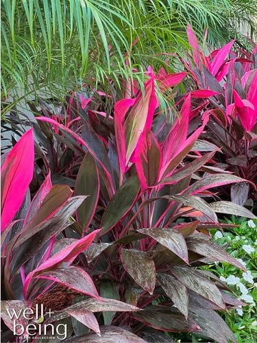 Cordyline Fruticosa, Red Sister, Ti Plant, Live Plant 25-30 in. Tall in Grower 
