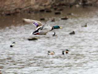 Mallard Limit Cut to 2 in Atlantic Flyway. Will Hunters Stay Home?