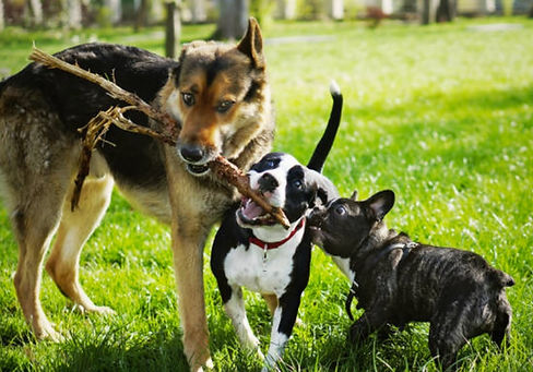 Garderie chiens