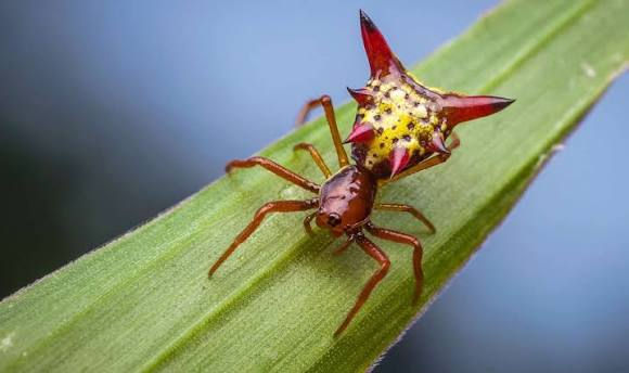 Arrow-shaped Micrathena