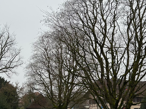 Oh Tannenbaum, Oh Tannenbaum wie grün sind deine Blätter
