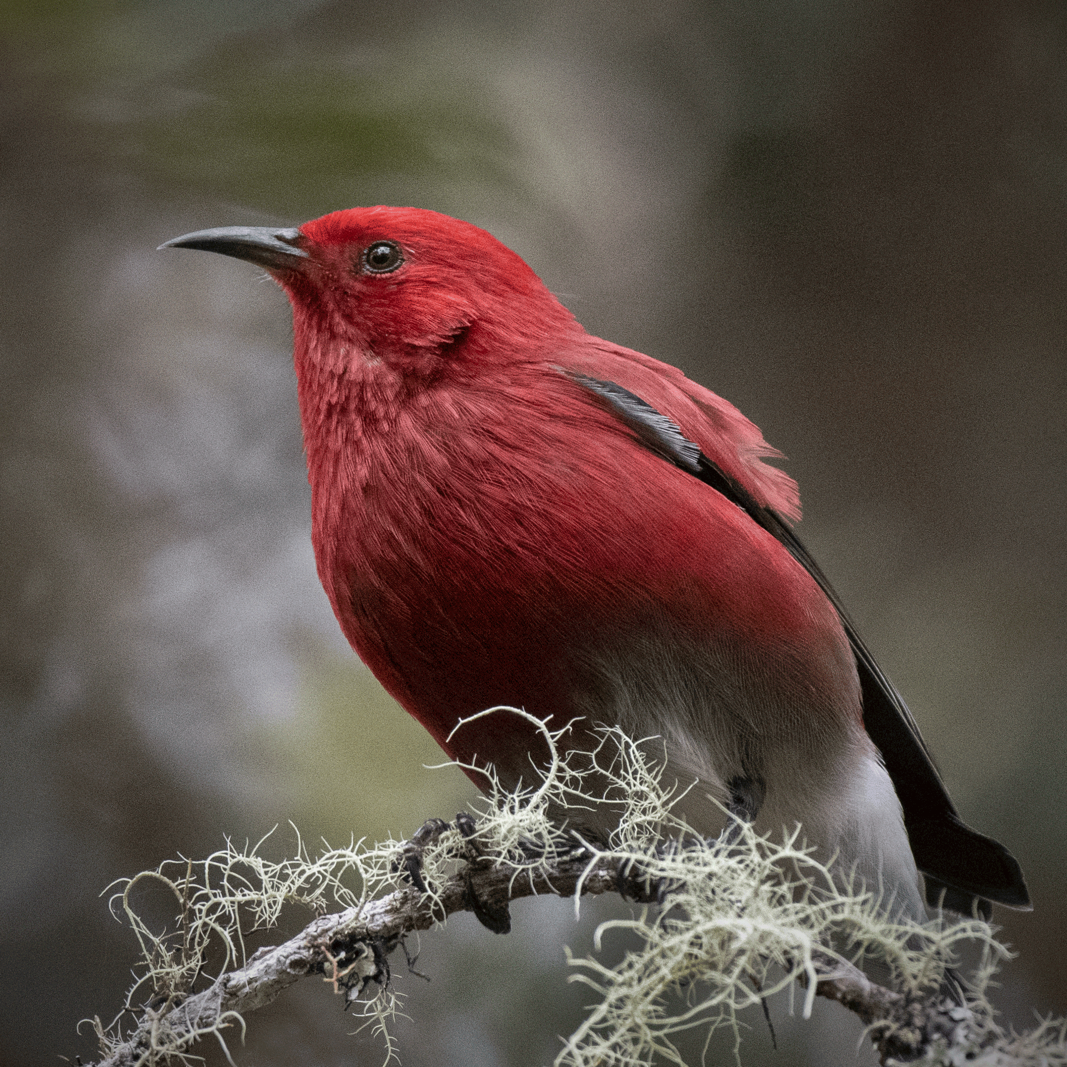 ʻApapane with ʻUmikoa