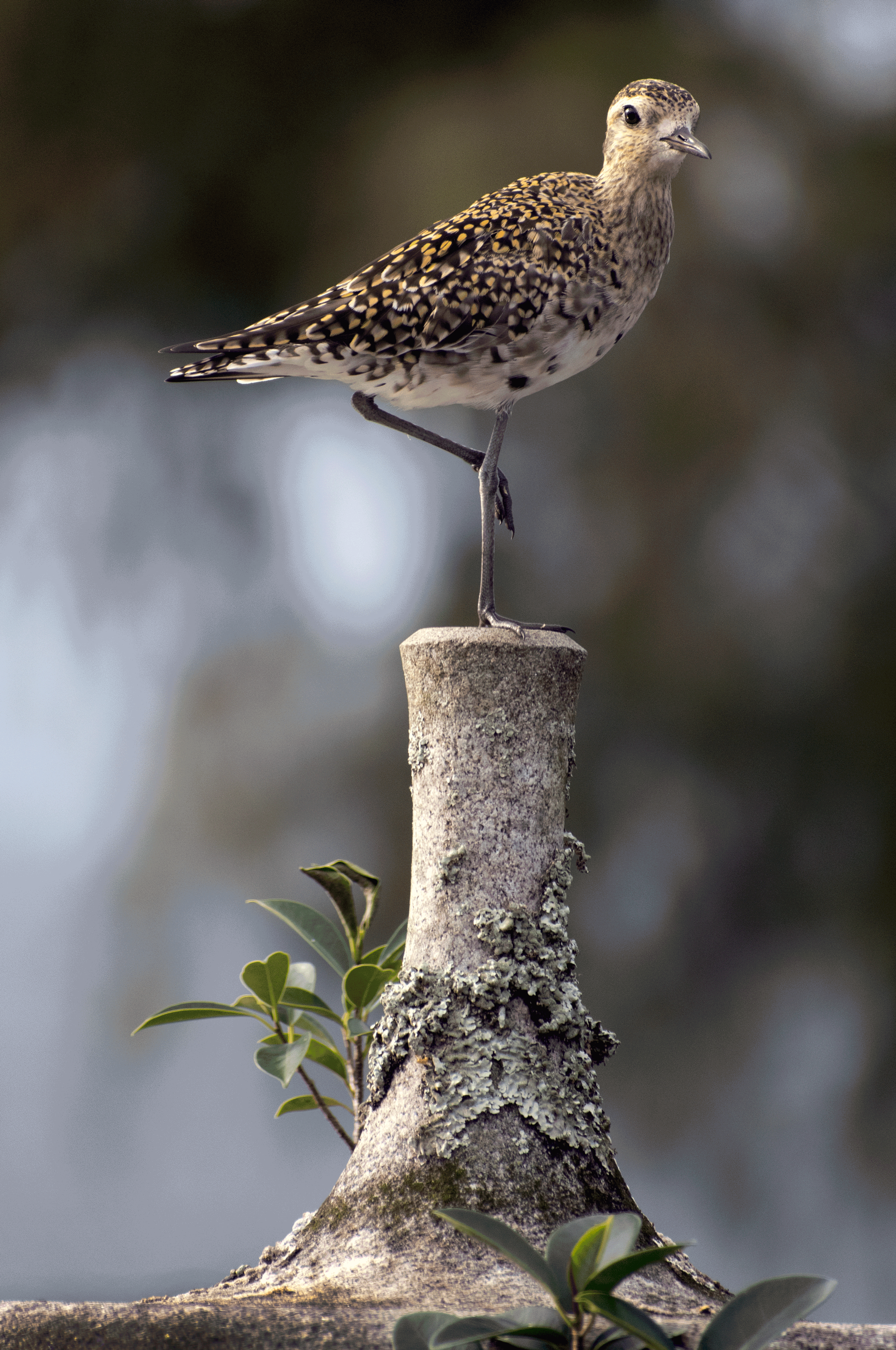 Kōlea (Pacific Golden Plover) on Banyan Stand