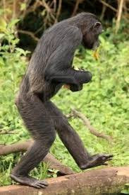 Chimpanzee Walking