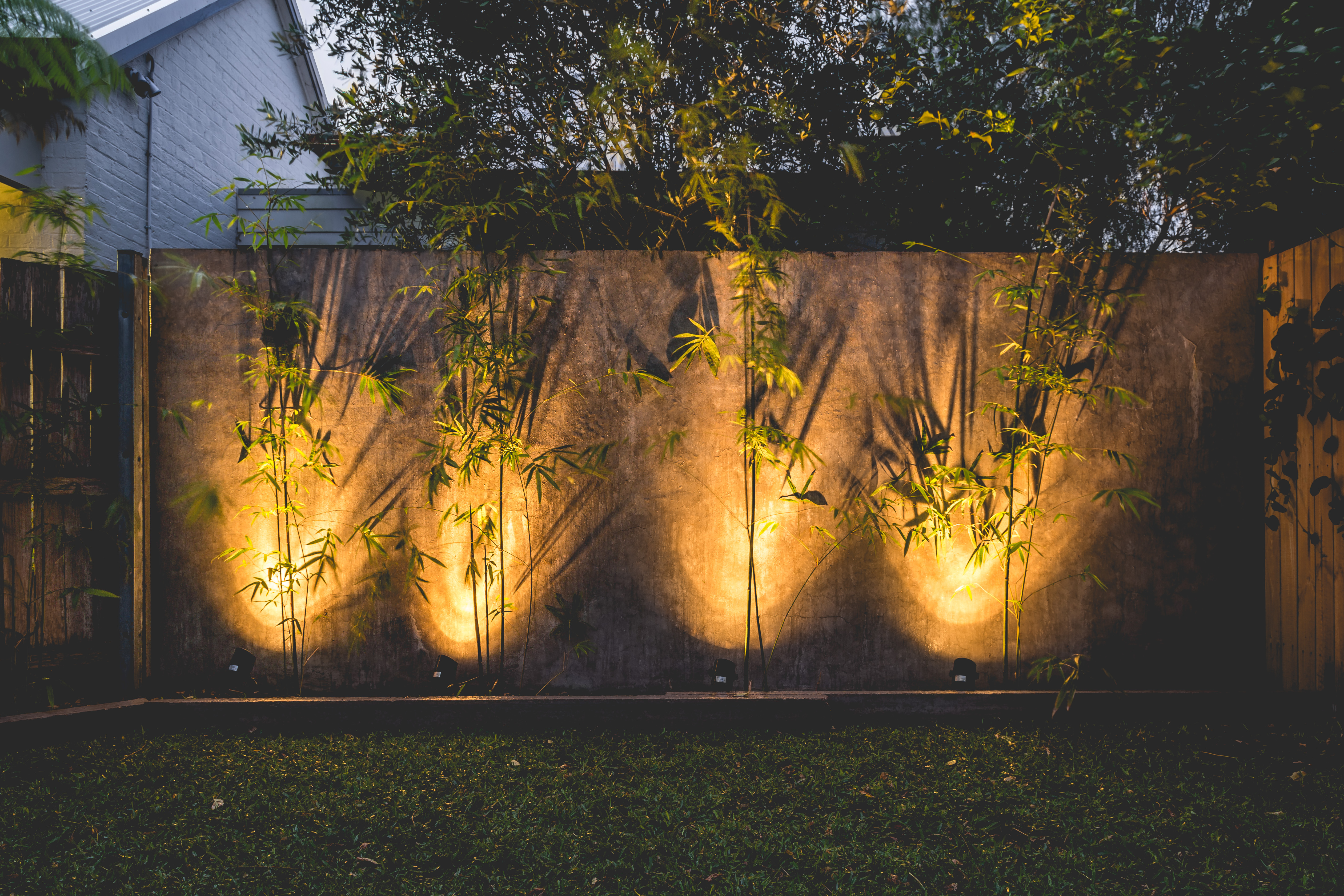Bamboo Plants Screening Nursery Newcastle Australia Zen Bamboo