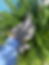 Miniatura: Garden Art Blue Tit